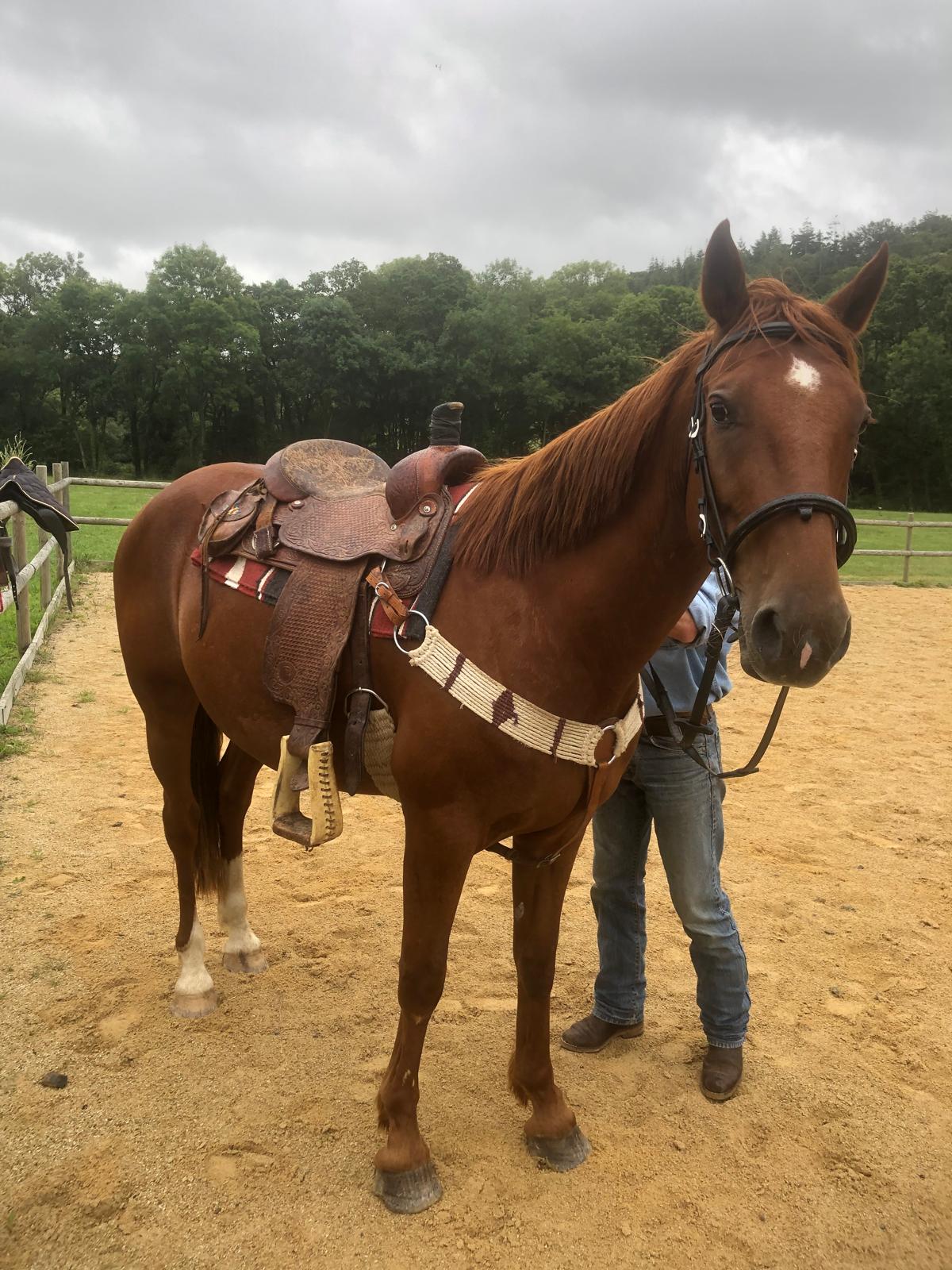 Cheval sellé en style western dans la carrière équestre