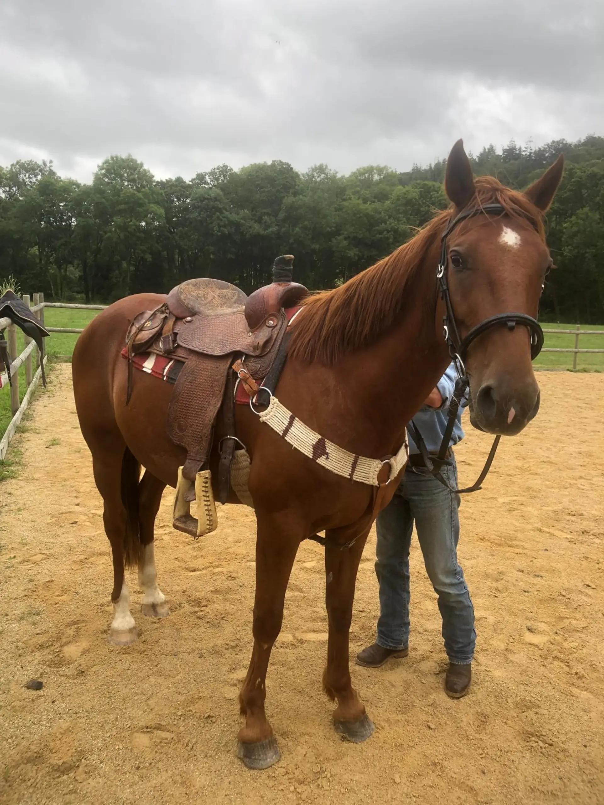 Cheval sellé en style western dans la carrière équestre du Dourdu, Lopérec, Bretagne