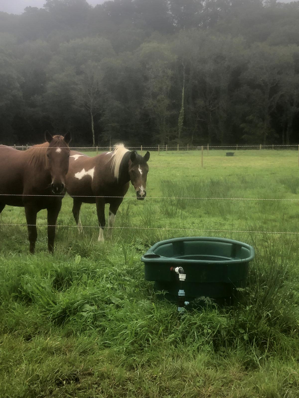 Chevaux en prairie avec abreuvoir