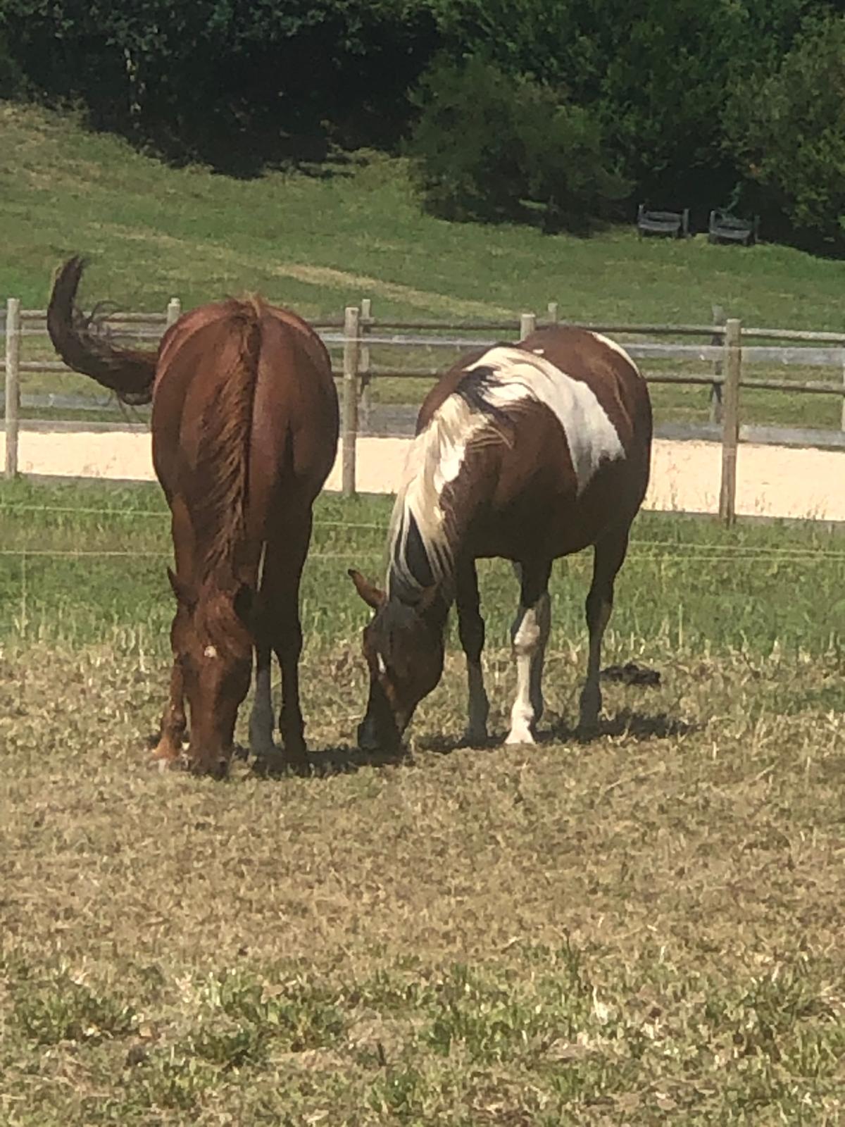 Deux chevaux en pâturage dans les prairies du domaine