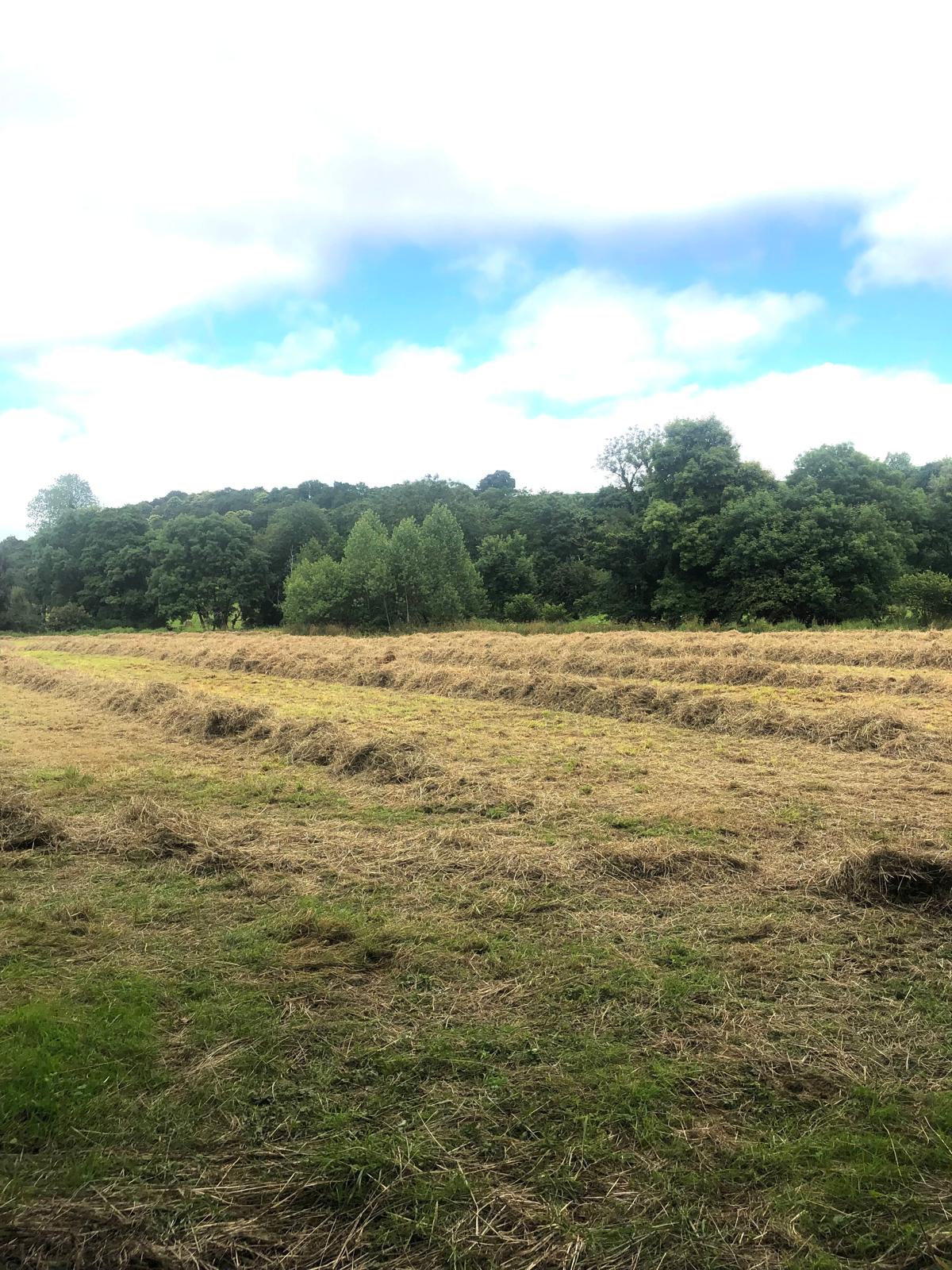 Prairie de foin coupé avec la forêt en arrière-plan