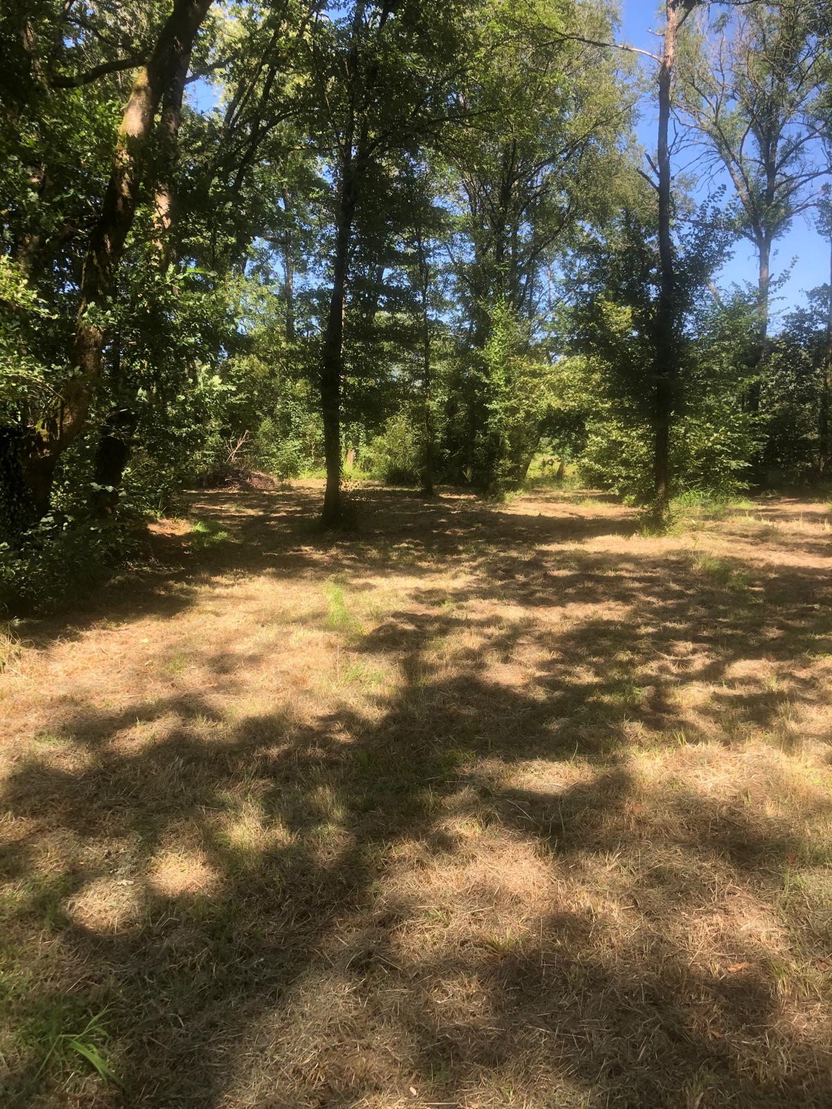 Clairière verdoyante dans le sous-bois près du Dourdu