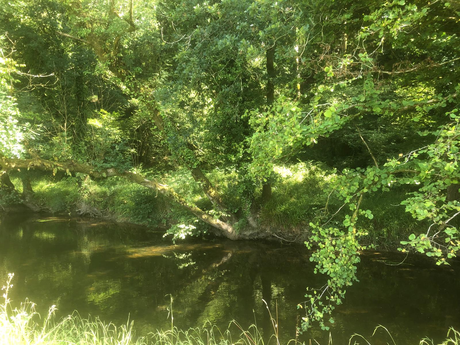La rivière du Dourdu bordée d'une végétation luxuriante à Lopérec