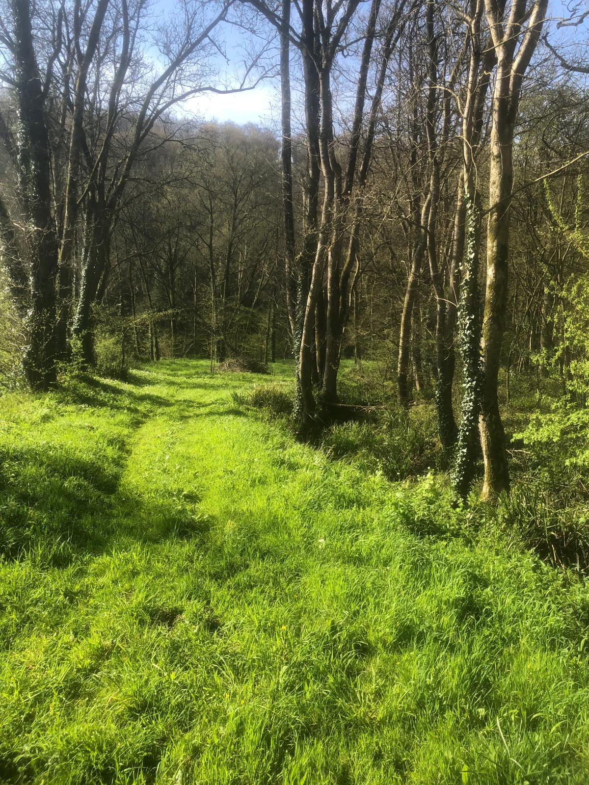 Sentier verdoyant en sous-bois, chemin de randonnée